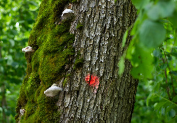 Pokud v lese uvidíte značku sprejem na kmeni stromu, držte se od něj dál. Může být uschlý a nebezpečný