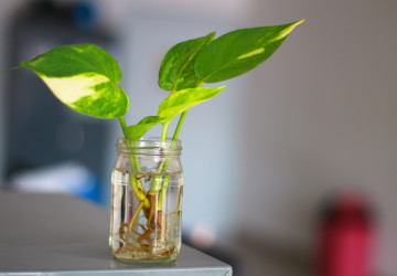 Potos je jednodušší pěstovat ve vodě než v substrátu. 