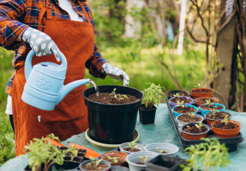 Naši předci vítali jaro mnoha tradicemi, patřila mezi ně i setba klíčových rostlin.