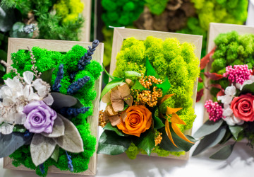 Tyhle okrasné rostliny jsou živé a přesto nepotřebují deset let ani kapku vody Tyhle okrasné rostliny jsou živé a přesto nepotřebují deset let ani kapku vody