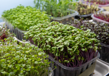 Nejzdravější potravina na světě má nejlepší úrodu v lednu. Teď je nejlepší čas si ji pořídit