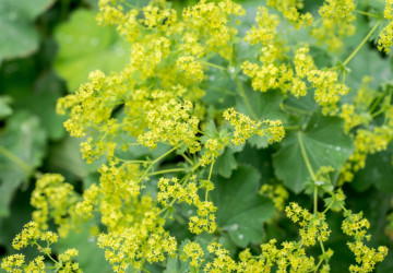 Inspirujte se rostlinami, které lze pěstovat ve stínu