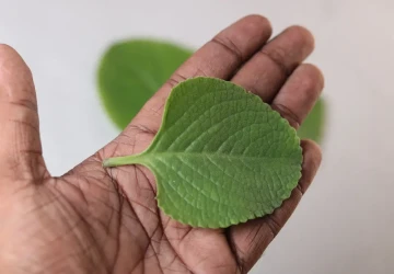 Jedná se o podceňovanou rostlinu Jedná se o podceňovanou rostlinu