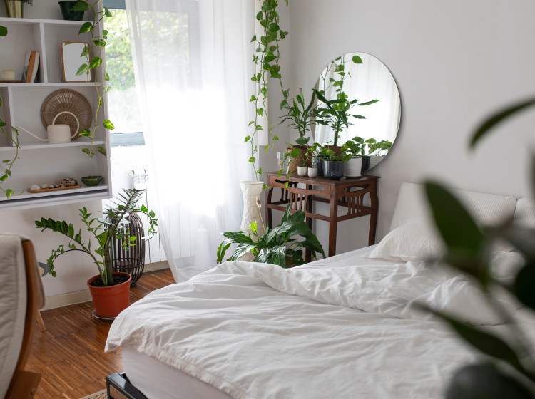 Zdaleka ne všechny pokojové rostliny jsou do ložnice vhodné. Zdaleka ne všechny pokojové rostliny jsou do ložnice vhodné.