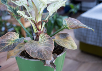 Přemokřená rostlina chřadne, signály ale přicházejí postupně.