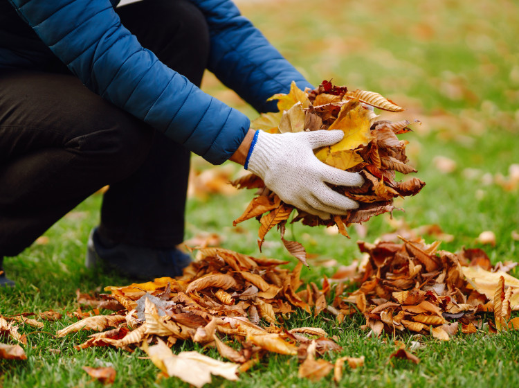 Spadané mokré listí má na zahradě velké využití. Spadané mokré listí má na zahradě velké využití.