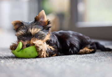 Tuhle věc byste svému psovi nikdy neměli kupovat
