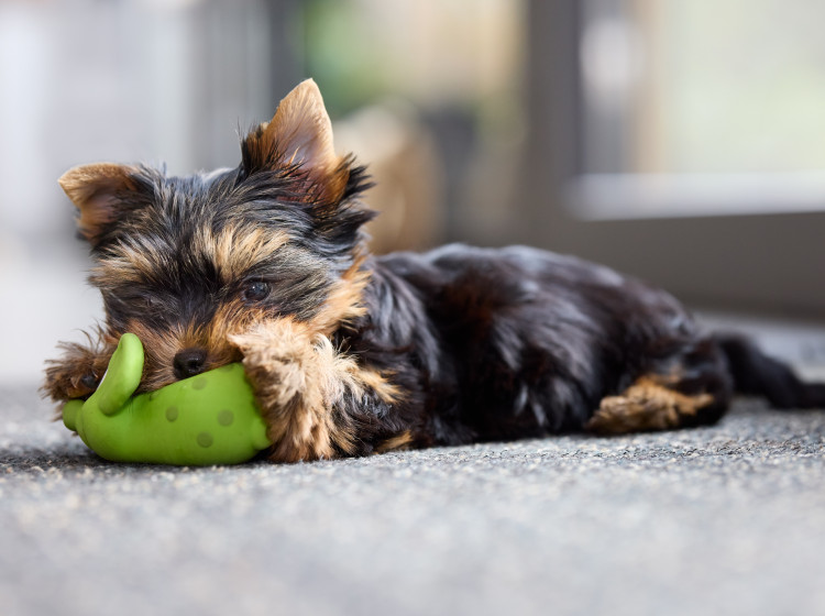 Tuhle věc byste svému psovi nikdy neměli kupovat