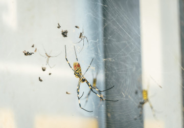 Sousedka mi prozradila trik na odpuzování pavouků. Sousedka mi prozradila trik na odpuzování pavouků.
