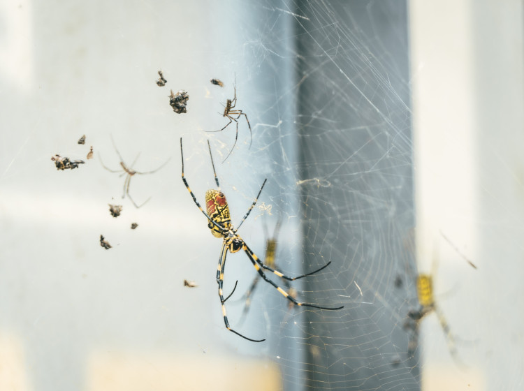 Sousedka mi prozradila trik na odpuzování pavouků. Sousedka mi prozradila trik na odpuzování pavouků.