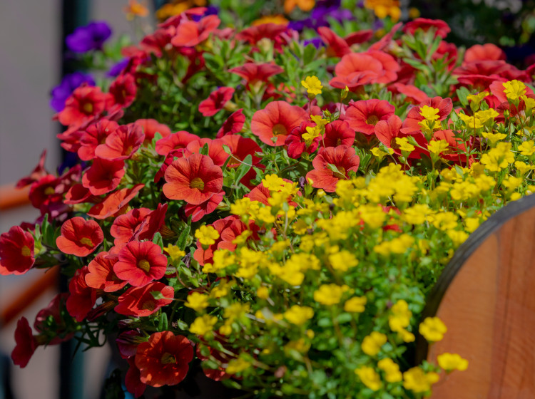 Mšice dokáží hodně potrápit. Mšice dokáží hodně potrápit.