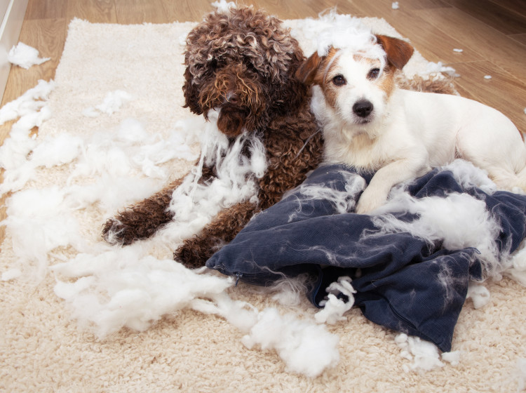 Když se roztomilý vzhled potká s temperamentem, výsledek doma nemusí působit tak idylicky.