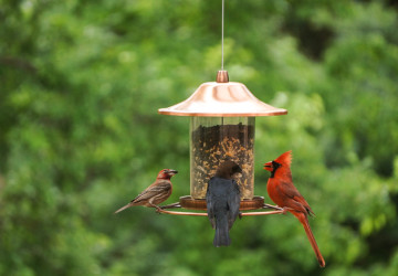 Přikrmování může ptákům škodit. 