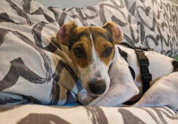 Domácnosti s mazlíčky by měli věnovat pozornost zvýšené hygieně Domácnosti s mazlíčky by měli věnovat pozornost zvýšené hygieně