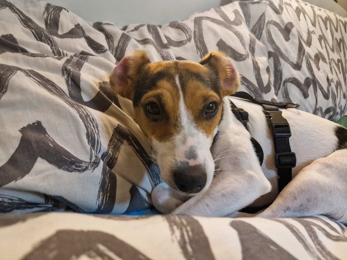 Domácnosti s mazlíčky by měli věnovat pozornost zvýšené hygieně