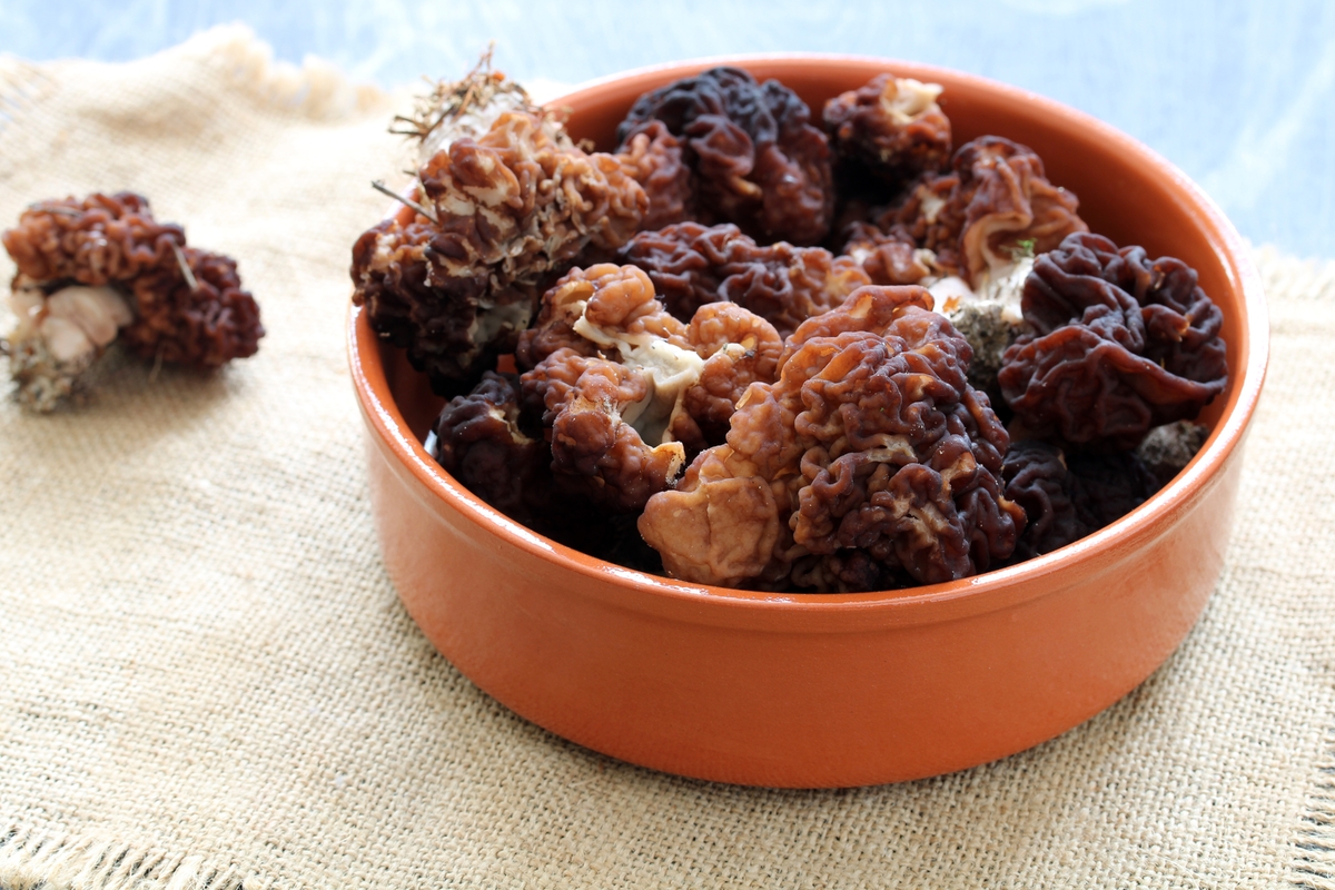 Ucháč obecný vypadá podobně jako jedlé smrže. Ucháč obecný vypadá podobně jako jedlé smrže.