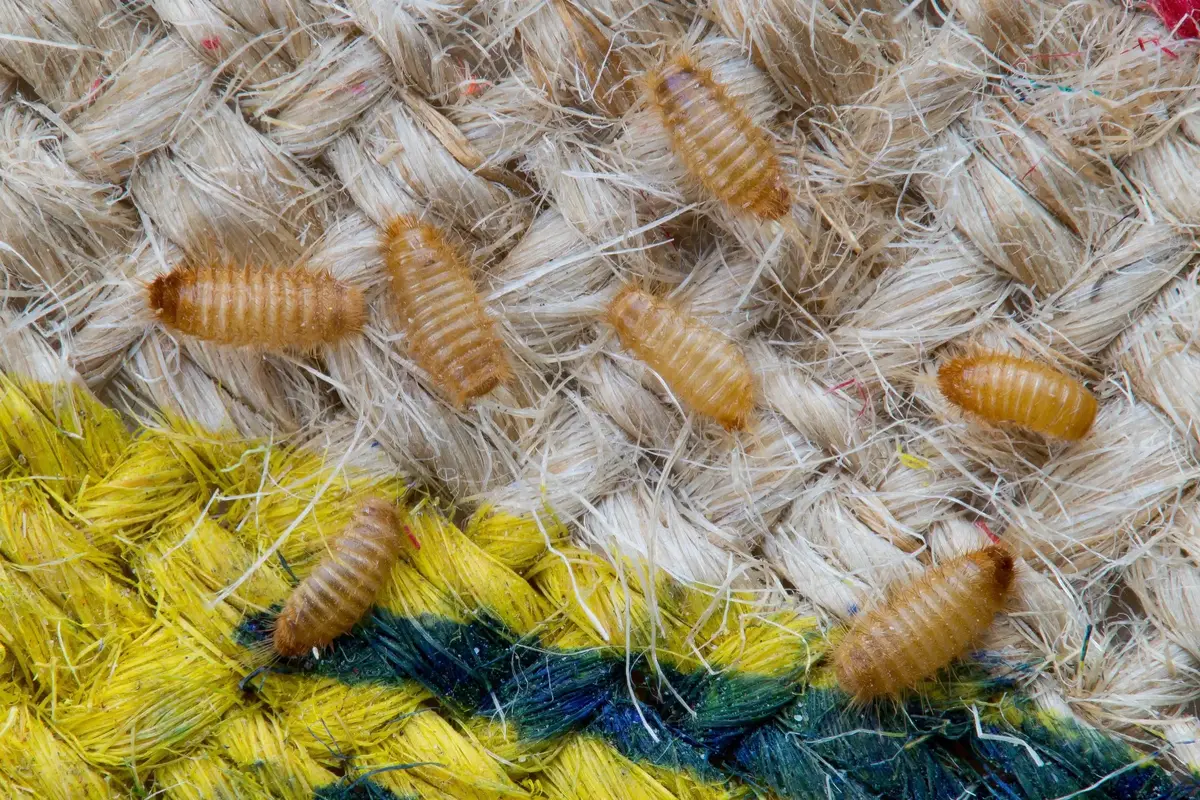 Odborníci varují před nenápadným hmyzem, kterého se zbavuje jen těžko