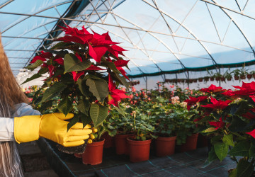 Vánoční hvězdu vybírejte podle těchto 5 pravidel