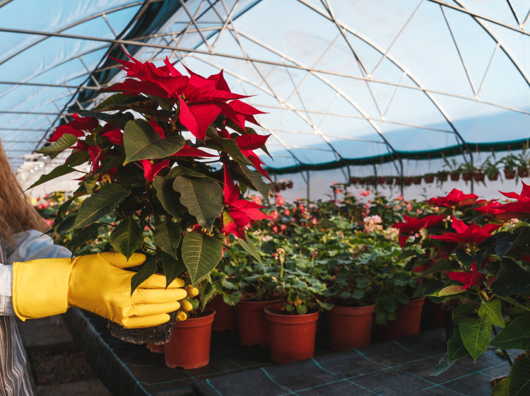 Vánoční hvězdu vybírejte podle těchto 5 pravidel