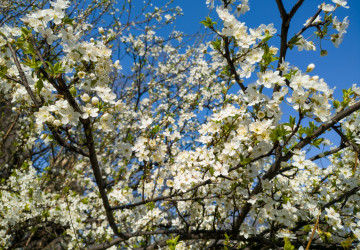 Teploty se výrazně propadnou