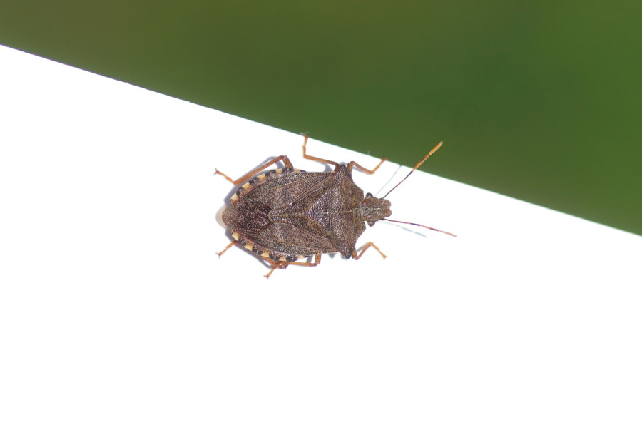 Pokud se ploštice cítí ohrožené, vypouštějí nepříjemný zápach