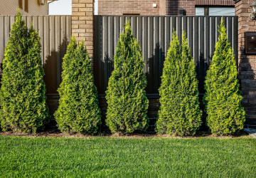 Češi už nesází túje kolem plotu. Nahradil je nový zelený trend, který je mnohem hezčí a méně náročný