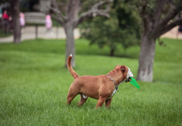 Pes bez vodítka vás může vyjít na tisíce korun