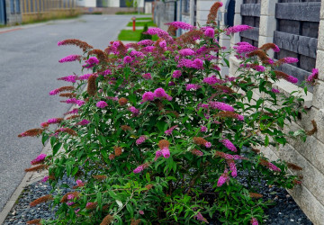 Komule Davidova kvete celé léto. Komule Davidova kvete celé léto.