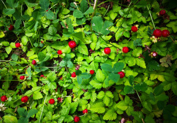 Jahodka indická vypadá jako klasický jahodník.