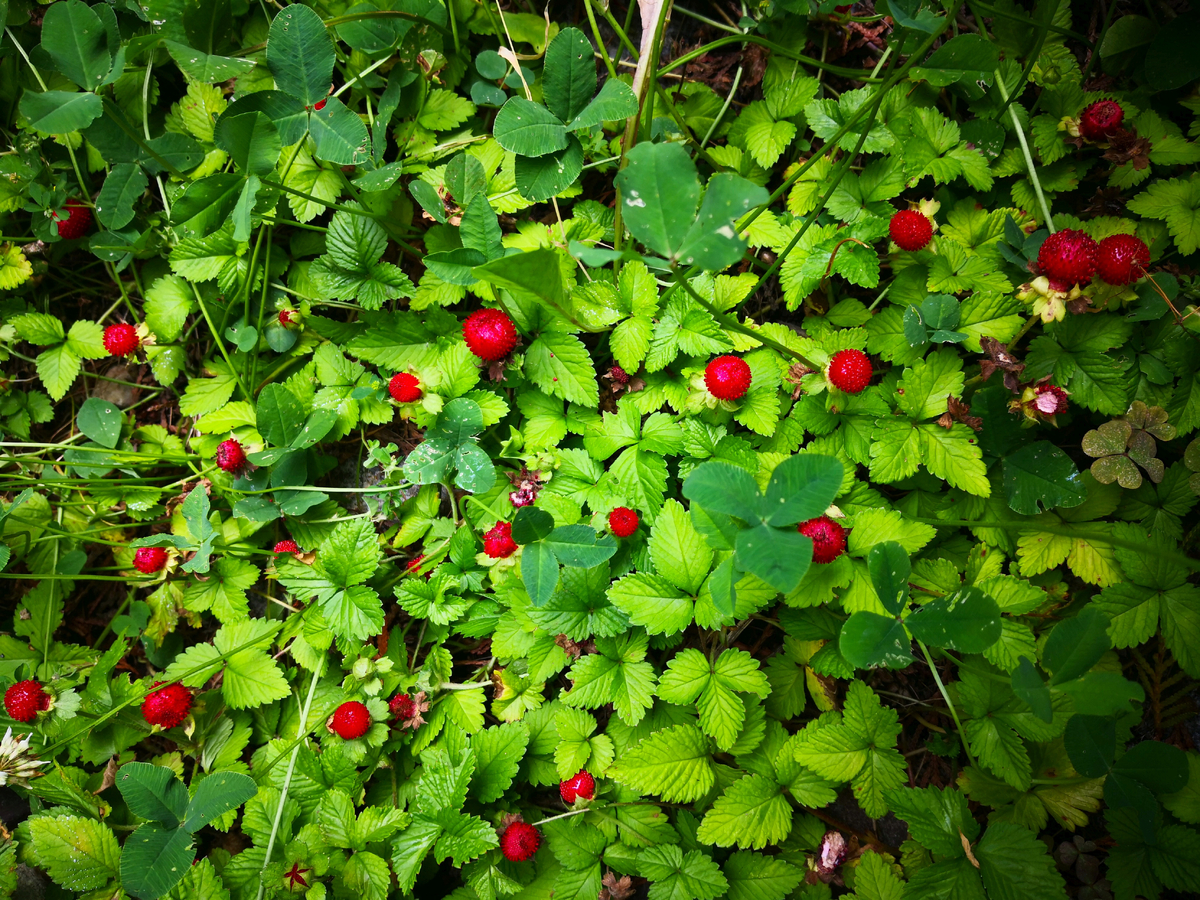 Jahodka indická vypadá jako klasický jahodník.