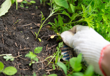 Zatočte jednou provždy s plevelem tímto jednoduchým trikem