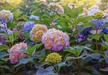 Čím na zahradě nahradit nadužívané hortenzie?