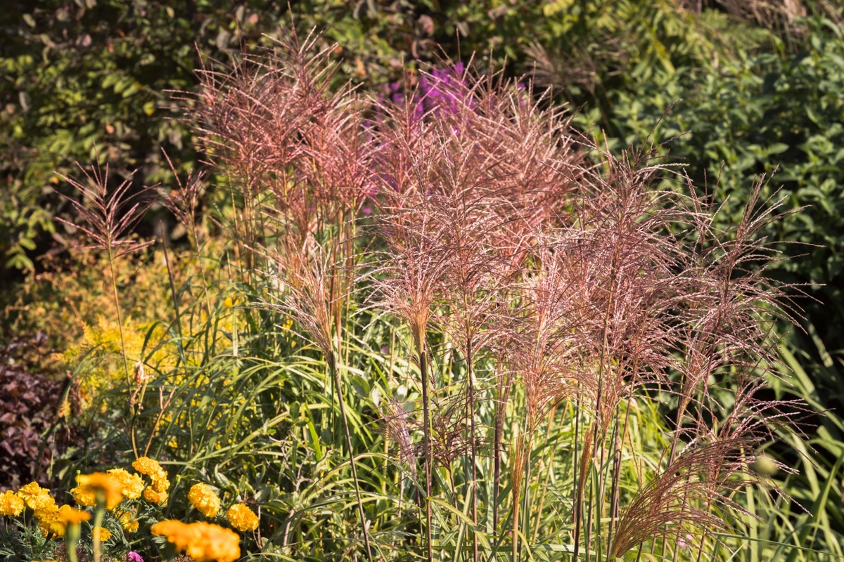 Češi si tuhle rostlinu vysazují jako luxusní ozdobu Češi si tuhle rostlinu vysazují jako luxusní ozdobu