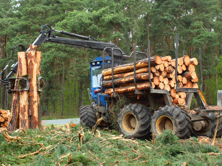 Závazky, které měly snížit odlesňování nefungují