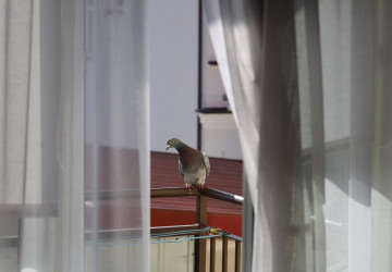Ptáci mohou na balkonech napáchat nemalé škody. 