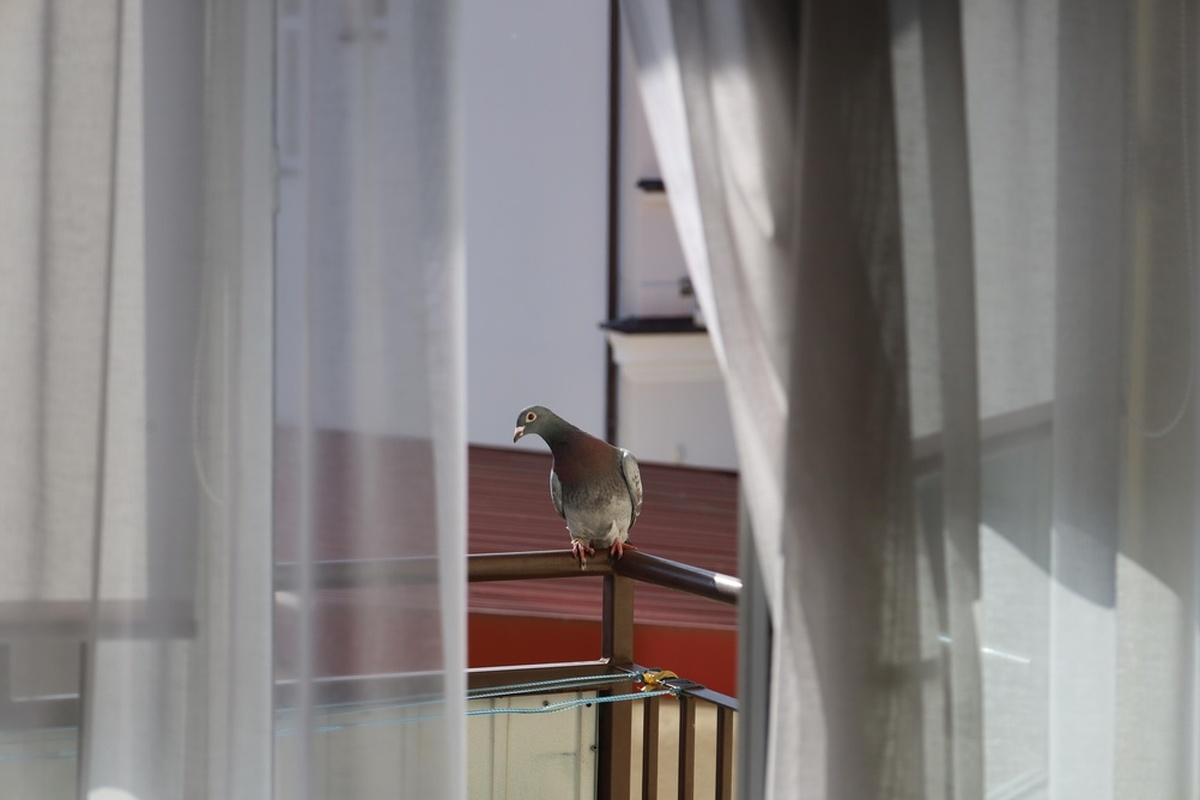 Ptáci mohou na balkonech napáchat nemalé škody. 