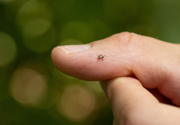 Česko hlásí zvýšený výskyt klíšťat Česko hlásí zvýšený výskyt klíšťat