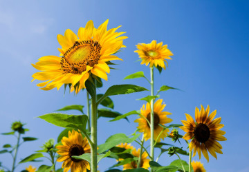Slunečnice jsou symbolem optimismu a tvořivé síly. 
