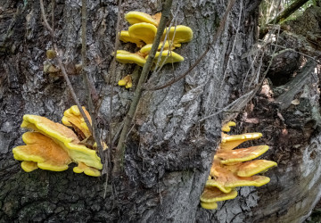 Struktura této houby připomíná kuřecí maso