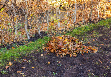 I v listopadu je vhodné věnovat zahradě pozornost.  I v listopadu je vhodné věnovat zahradě pozornost.