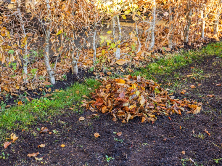 I v listopadu je vhodné věnovat zahradě pozornost.  I v listopadu je vhodné věnovat zahradě pozornost.