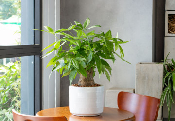 Pachira vodní je známá jako strom peněz. Pachira vodní je známá jako strom peněz.