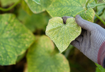 Zákeřný škůdce likviduje úrodu i v listopadu