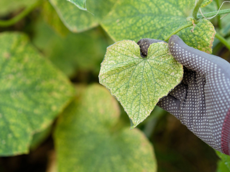 Zákeřný škůdce likviduje úrodu i v listopadu Zákeřný škůdce likviduje úrodu i v listopadu