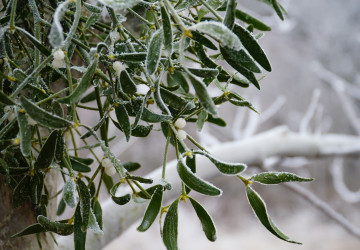 Dejte si pozor na nenápadné kuličky jmelí