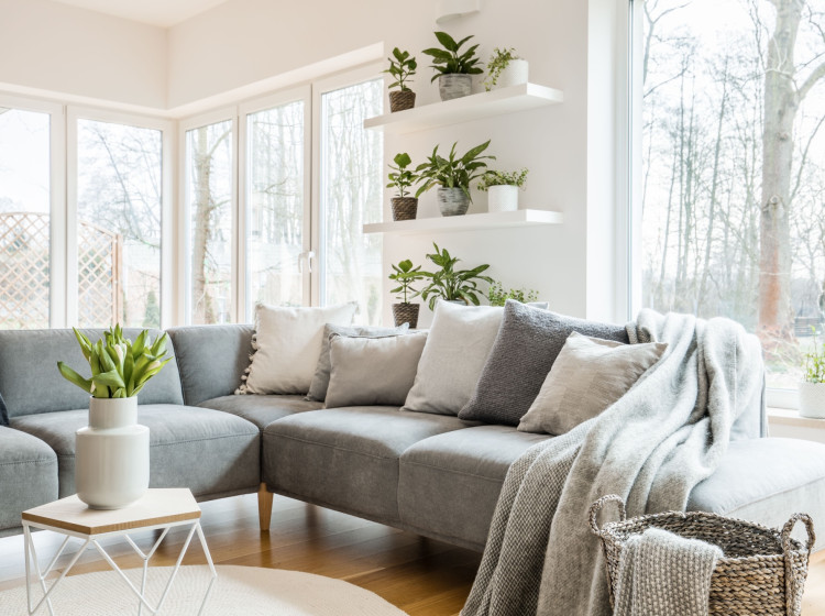 Tuto rostlinu má mnoho lidí v obývacím pokoji Tuto rostlinu má mnoho lidí v obývacím pokoji