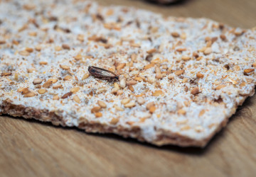 Už v únoru se mohou probouzet některé druhy hmyzu