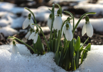Počasí je letos v únoru jako na houpačce. Počasí je letos v únoru jako na houpačce.