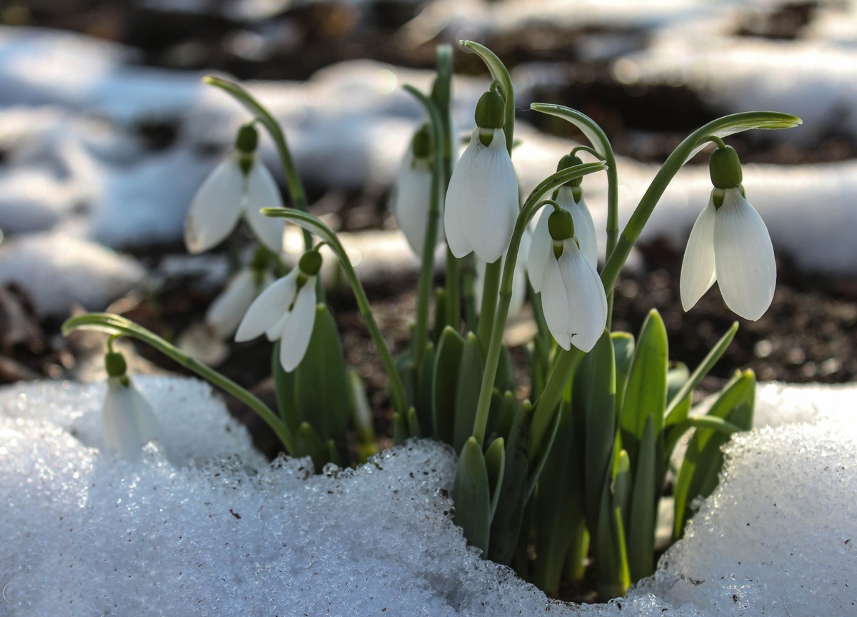Počasí je letos v únoru jako na houpačce. Počasí je letos v únoru jako na houpačce.