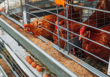 Chov slepic v klecích bude v ČR od příštího roku zakázán. 